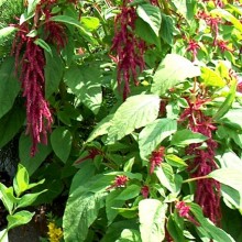 Amaranthus caudatus