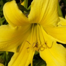 Hemerocallis hybr. 'Lemon Bells'