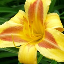 Hemerocallis hybr. 'Cathedral Towers'