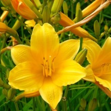 Hemerocallis hybr. 'Daily Bread'