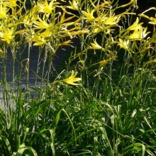 Hemerocallis lilioasphodelus
