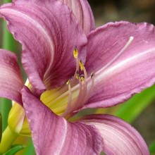 Hemerocallis hybr. 'Little Fellow'