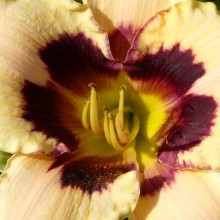 Hemerocallis hybr. 'Moonlit Masquerade'