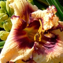 Hemerocallis hybr. 'Sabine Baur'