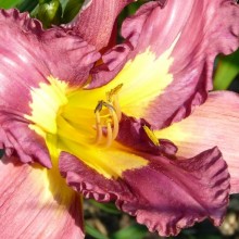 Hemerocallis hybr. 'Silent Sentry'