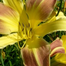 Hemerocallis hybr. 'Spring Fantasy'