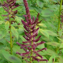 Amaranthus hypochondriacus