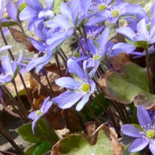 Hepatica nobilis