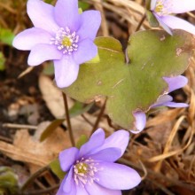 Hepatica nobilis