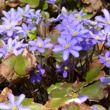 Hepatica nobilis