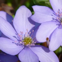 Hepatica nobilis