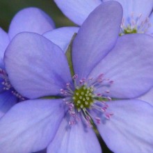 Hepatica nobilis