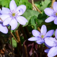 Hepatica nobilis