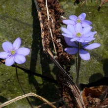 Hepatica nobilis