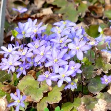 Hepatica nobilis