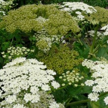 Heracleum antasiaticum