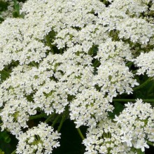 Heracleum antasiaticum