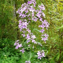 Hesperis matronalis