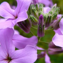 Hesperis matronalis