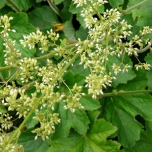 Heuchera