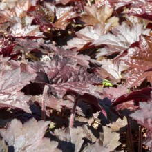 Heuchera hybr. 'Cascade Dawn'