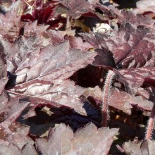 Heuchera hybr. 'Cascade Dawn'