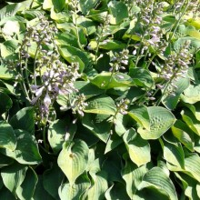 Hosta hybr. 'Blue Angel'