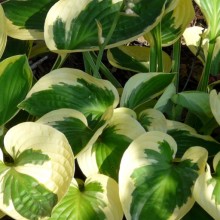 Hosta hybr. 'Brim Cup'