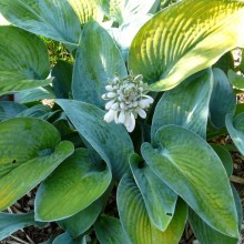 Hosta hybr. 'Buckshaw Blue'