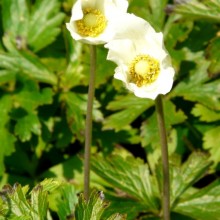 Anemone sylvestris