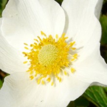 Anemone sylvestris