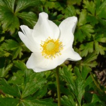 Anemone sylvestris