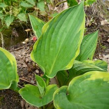 Hosta fortunei 'Aureomarginata'