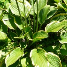 Hosta fortunei 'Aureomarginata'