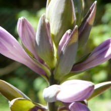 Hosta fortunei 'Aureomarginata'