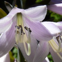 Hosta fortunei 'Aureomarginata'