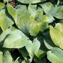 Hosta hybr. 'Halcyon'
