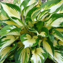 Hosta hybr. 'Morning Lights'