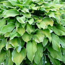 Hosta hybr. 'Sea Dream'