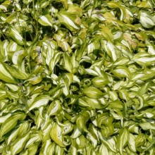 Hosta undulata 'Albomarginata'
