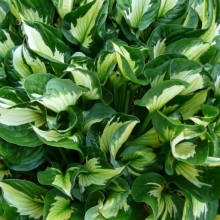 Hosta hybr. 'Whirlwind'