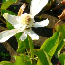 Anemopsis californica