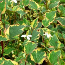 Houttuynia cordata 'Chameleon'