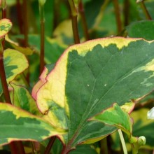 Houttuynia cordata 'Chameleon'