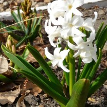 Hyacinthus