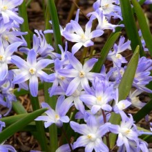 Chionodoxa forbesii