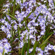 Chionodoxa forbesii