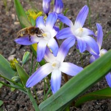 Chionodoxa forbesii