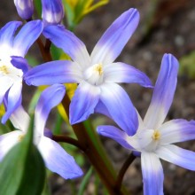 Chionodoxa forbesii