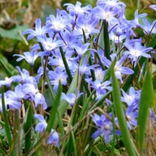 Chionodoxa forbesii